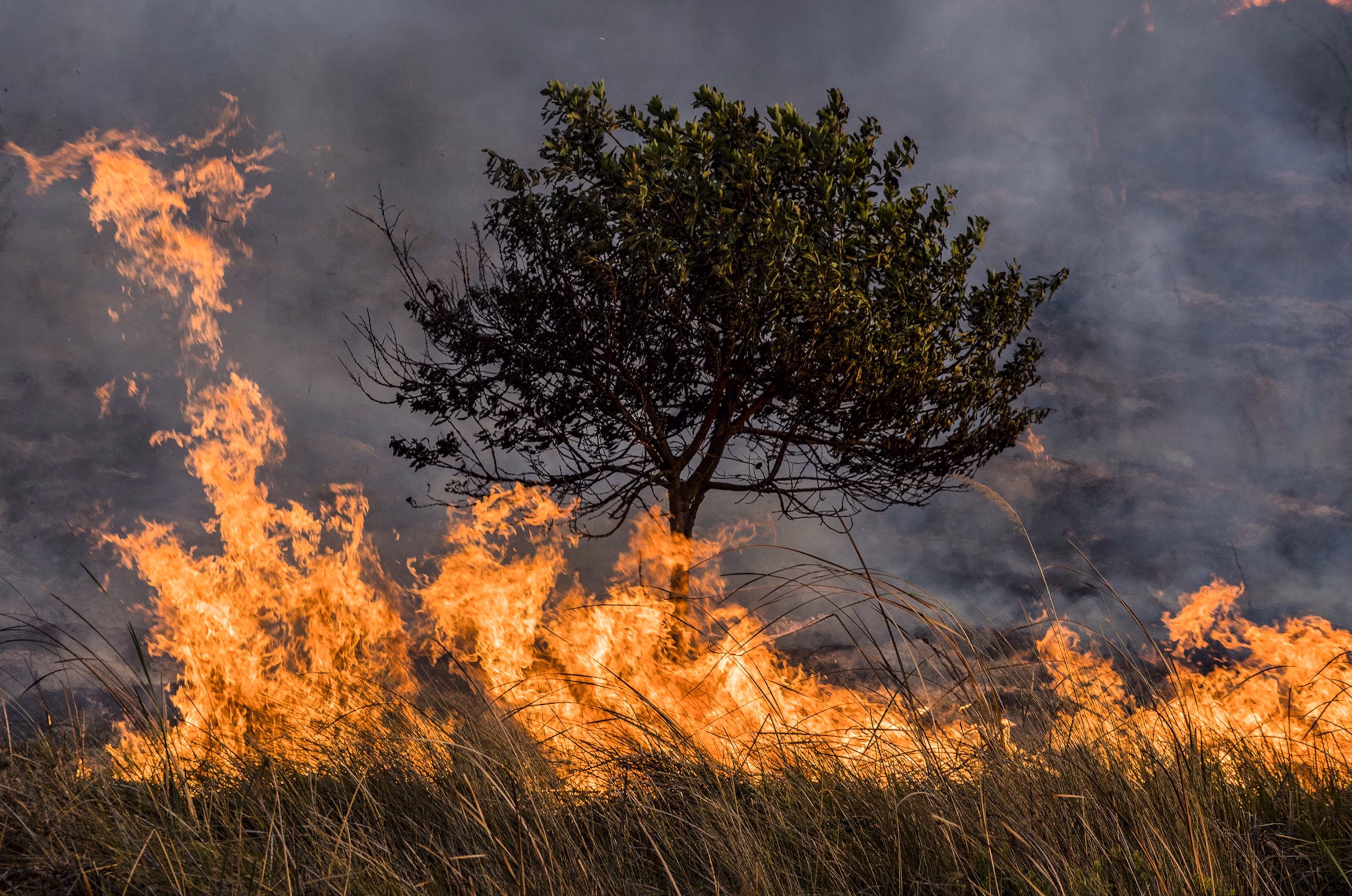 Árvore a arder num incêndio
